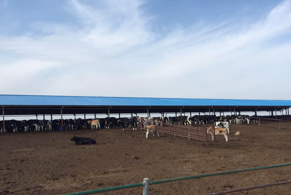 兽医学院2015年暑期三下乡社会实践系列报道呼和浩特富源牧业篇一